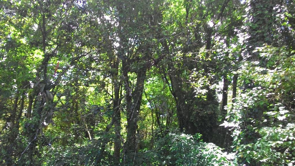 Chales Araucarias Da Serra Canela Værelse billede